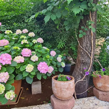 Three Olive Trees - Okrug, Ciovo Apartment