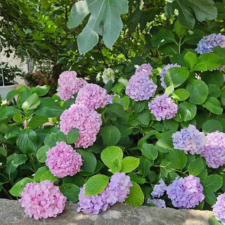 Three Olive Trees - Okrug, Ciovo Dalmatia Trogir