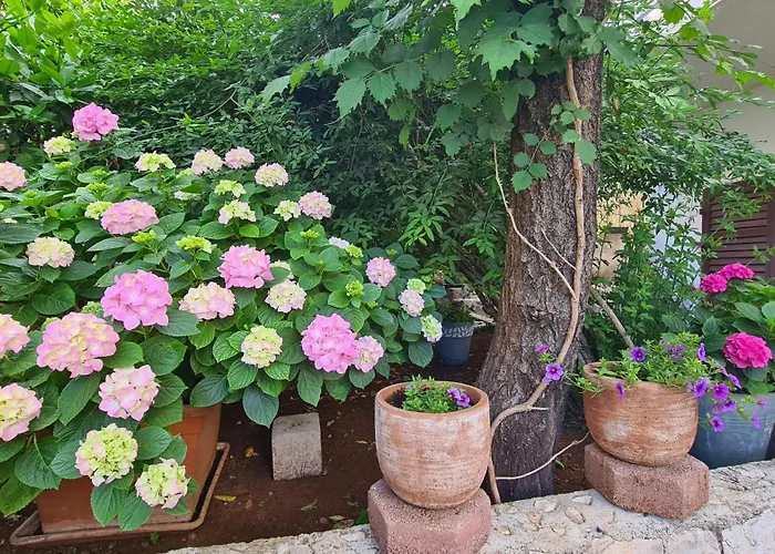 Three Olive Trees - Okrug, Ciovo Dalmatia Apartament