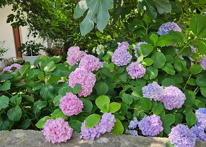 Three Olive Trees - Okrug, Ciovo Dalmatia Trogir